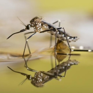 Mosquito Control